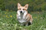 CORGI PEMBROKE 626